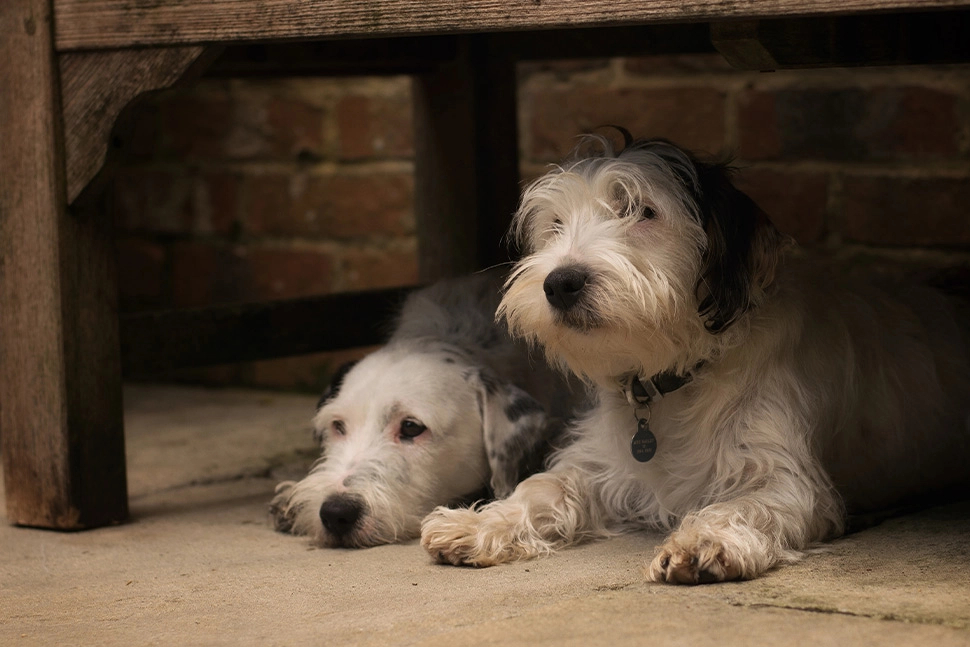 two jack russell mixed dogs relaxing underneath bench